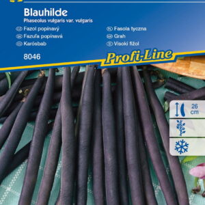 Fasola Tyczna 'Blauhilde' Fioletowa Kiepenkerl