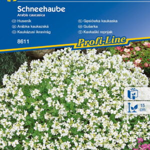 Gêsiówka Kaukaska 'Schneehaube' Bia³a Kiepenkerl