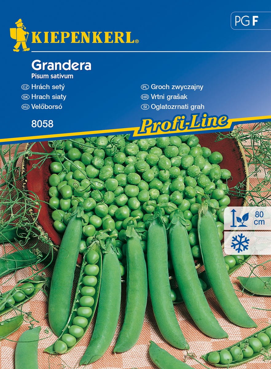 Groch 'Grandera' Odporny Kiepenkerl
