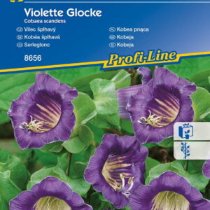Kobea pn¹ca 'Violette Glocke' (fioletowa)