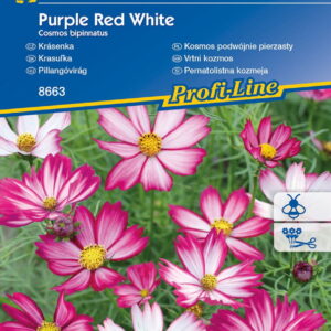 Kosmos Podwójnie Pierzasty 'Purple Red White' Nasiona Kiepenkerl