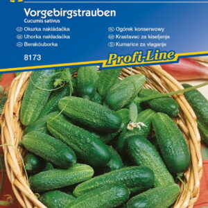 Ogórek konserwowy Vorgebirgstrauben Cucumis sativus