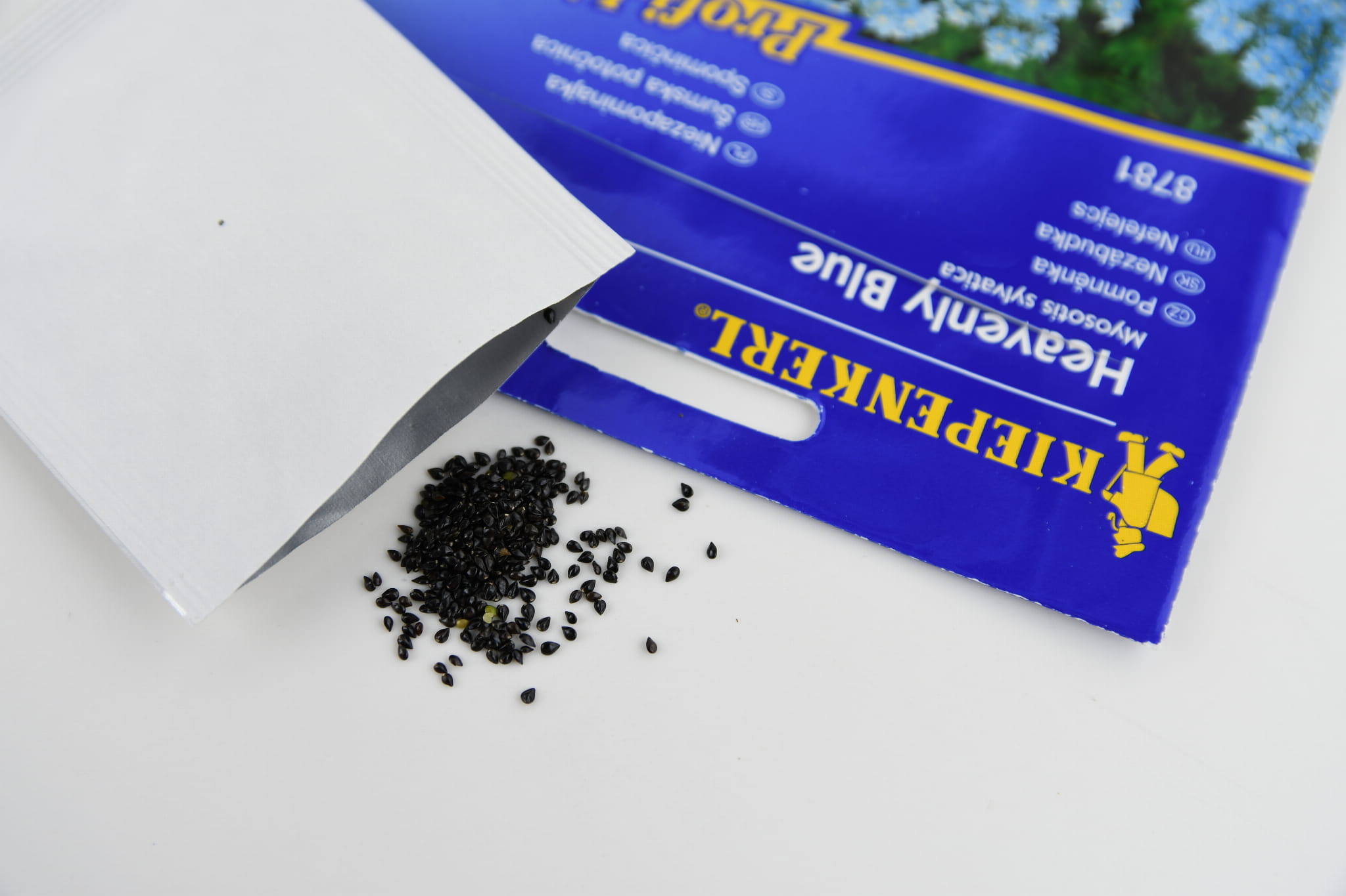 Niezapominajka 'Heavenly Blue' Kiepenkerl - obrazek 3