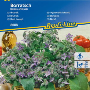 Ogórecznik Lekarski Jednoroczny Kiepenkerl