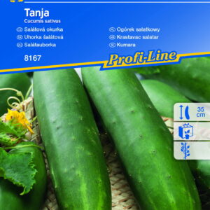 Ogórek 'Tanja' Szklarniowy Kiepenkerl