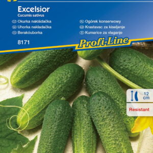 Ogórek Gruntowy 'Excelsior' F1 Konserwowy Kiepenkerl