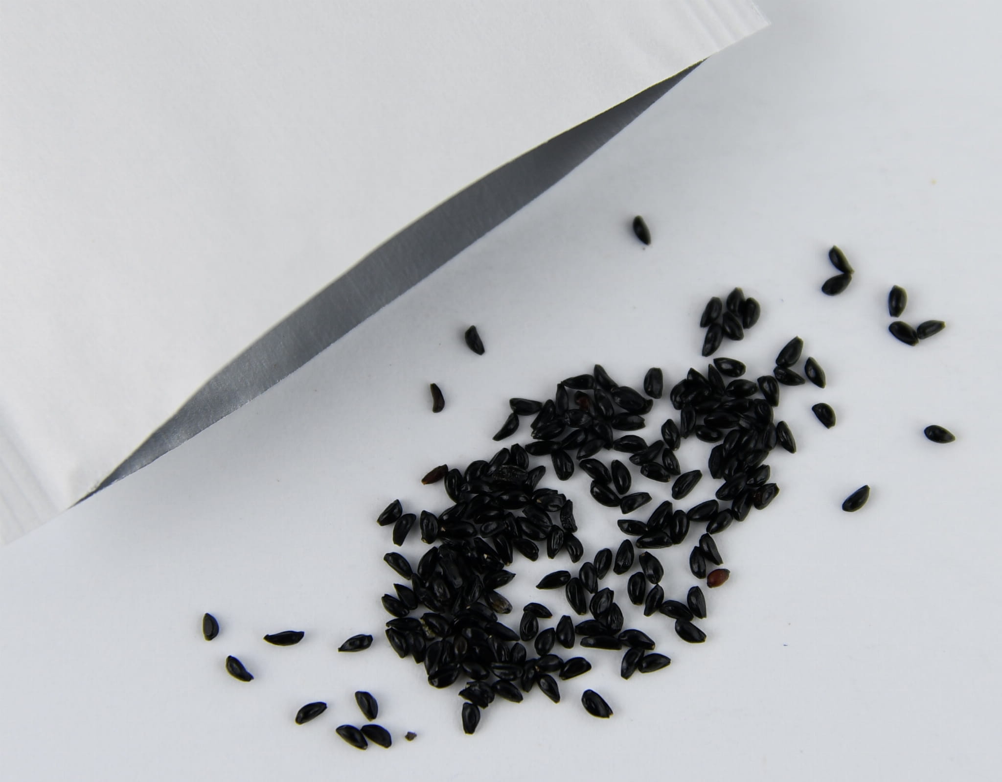 Orlik Mix Nasion Kiepenkerl - obrazek 2