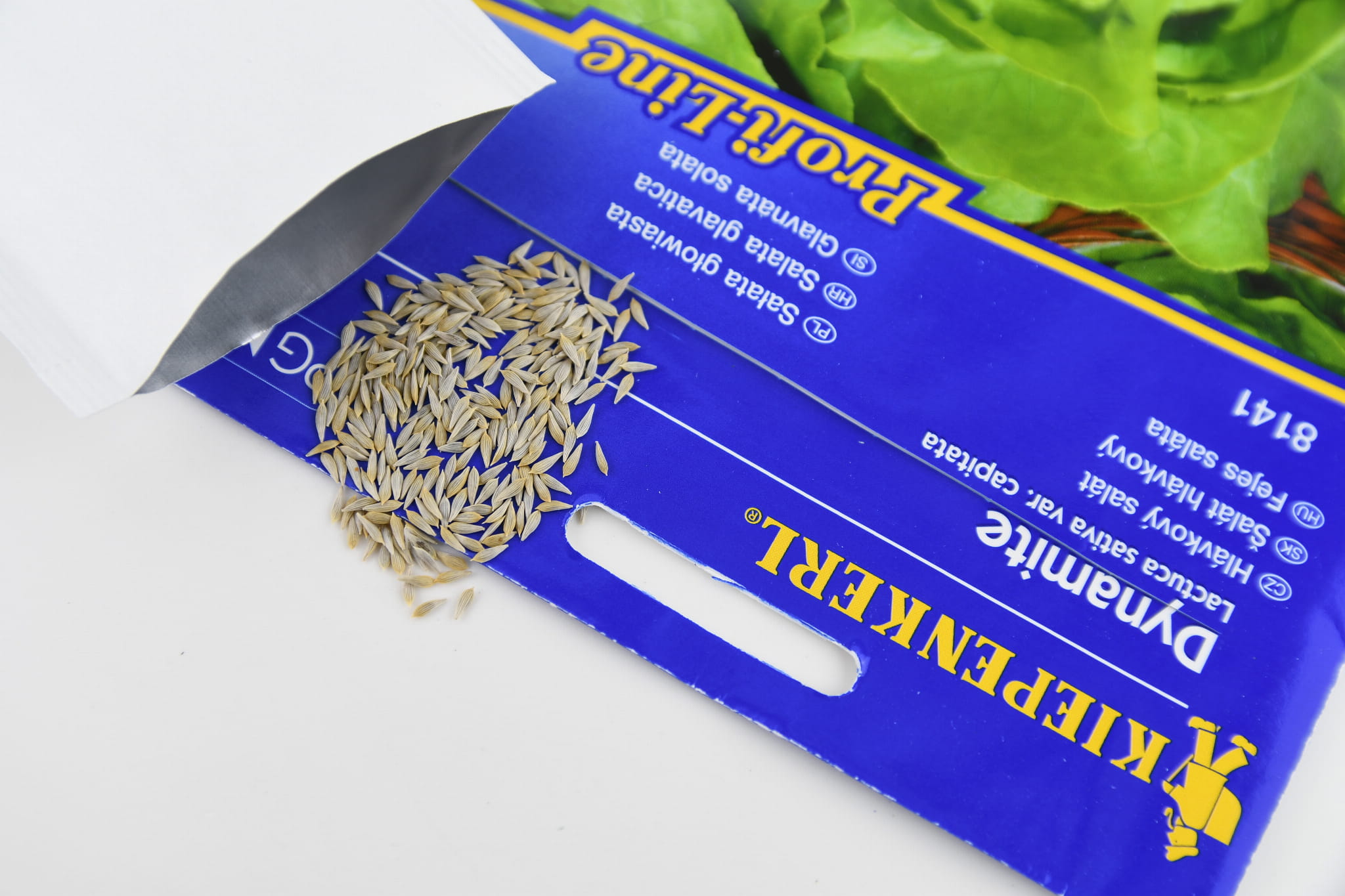 Sa³ata Mas³owa 'Dynamite' Odporna Kiepenkerl - obrazek 2