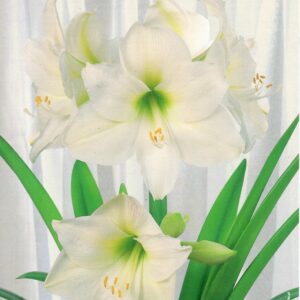 Hippeastrum Amarylis 'Mount Blanc' 1 szt.