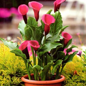 Zantedeschia Kalla 'Rose Queen' 1 szt.