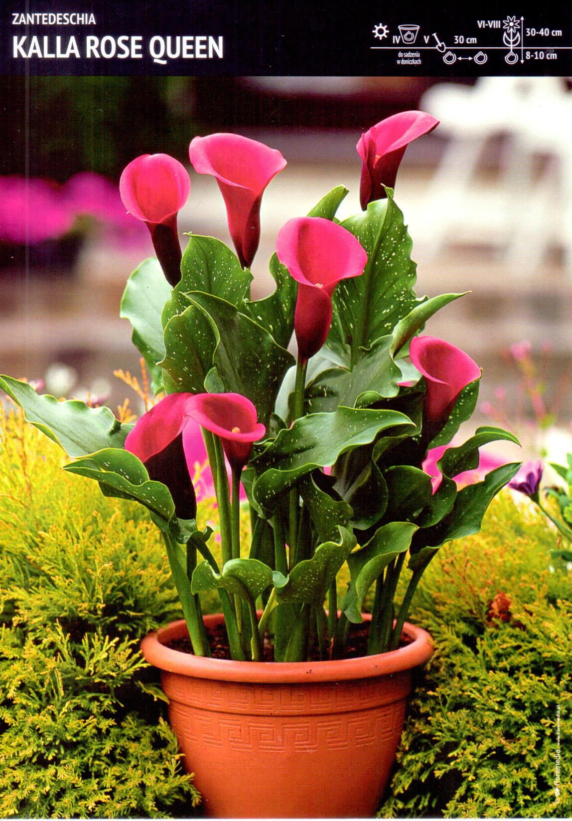 Zantedeschia Kalla 'Rose Queen' 1 szt.