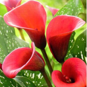 Zantedeschia Kalla 'Red Alert' 1 szt.