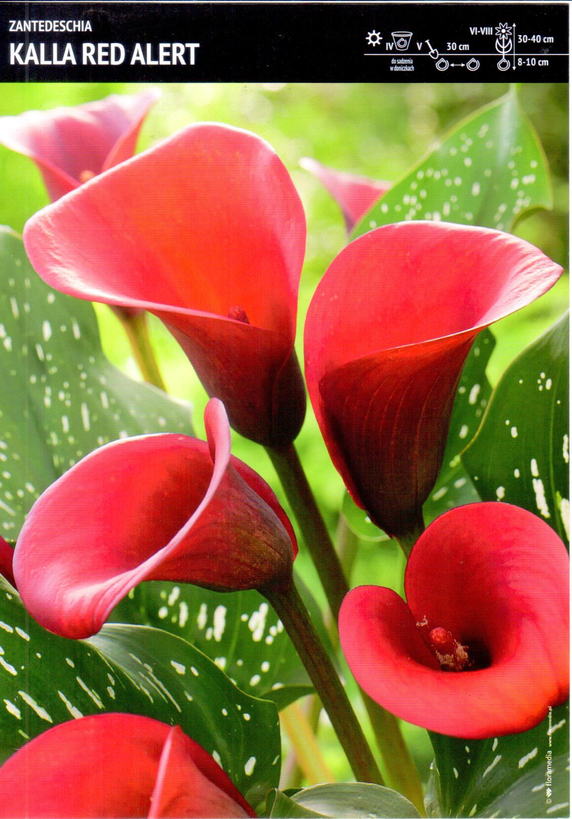 Zantedeschia Kalla 'Red Alert' 1 szt.