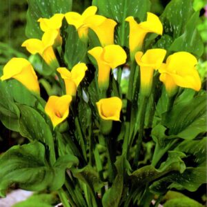 Zantedeschia Kalla 'Florex Gold' 1 szt.