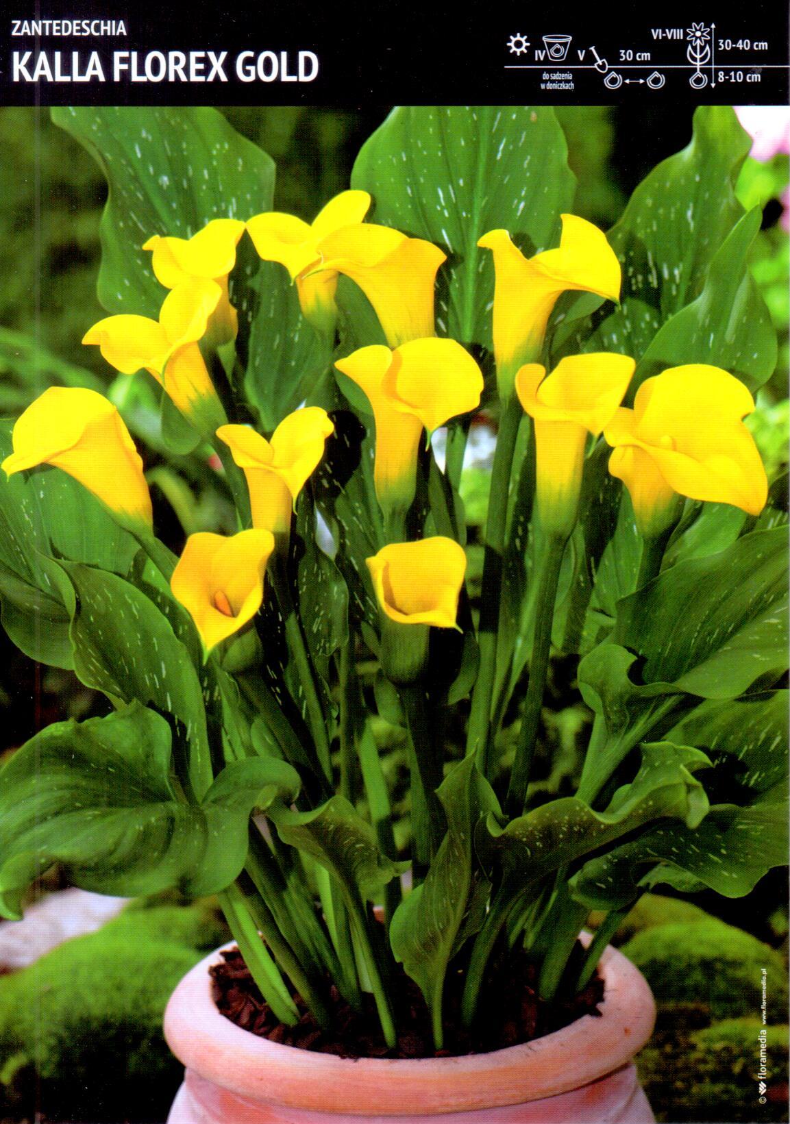Zantedeschia Kalla 'Florex Gold' 1 szt.