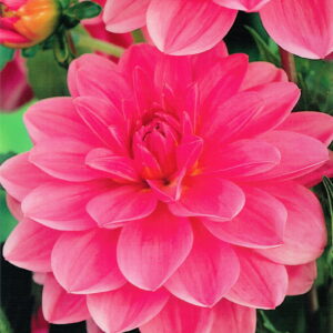 Dahlia Dalia 'Onesta' 1 szt.