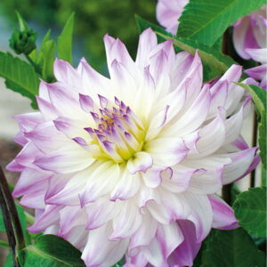 Dahlia - Dalia 'Illusion' 1 szt.