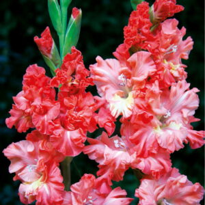 Gladiolus Mieczyk 'You Two Frizzle' 7 szt.