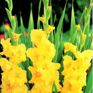Gladiolus Mieczyk 'Yellow Frans' 7 szt.