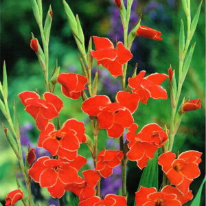 Gladiolus Mieczyk 'Atom' 7 szt.