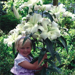 Lilium  Lilia Drzewiasta 'Pretty Women'  1 szt.