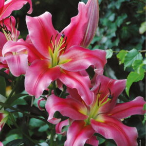 Lilium Lilia Drzewiasta 'Sensi' 1 szt.