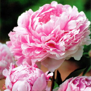 Paeonia  Piwonia 'Sarah Bernhardt'  1 szt.