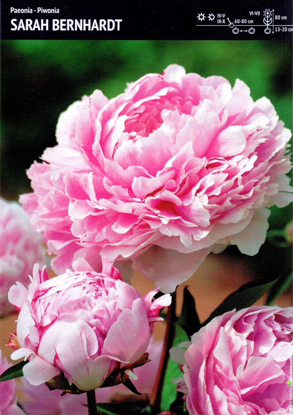 Paeonia Piwonia 'Sarah Bernhardt' 1 szt.