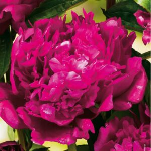 Paeonia  Piwonia 'Big Ben'  1 szt.
