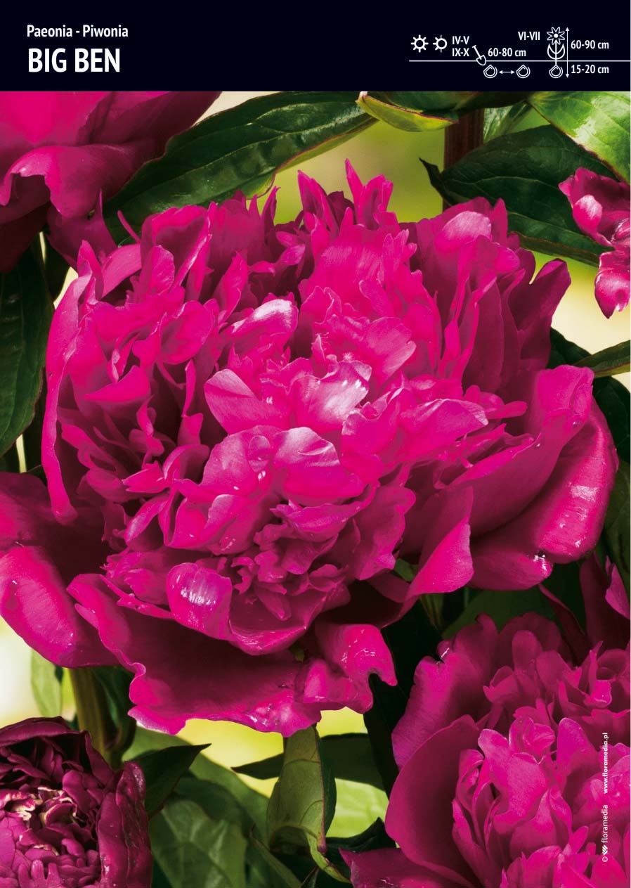 Paeonia Piwonia 'Big Ben' 1 szt.