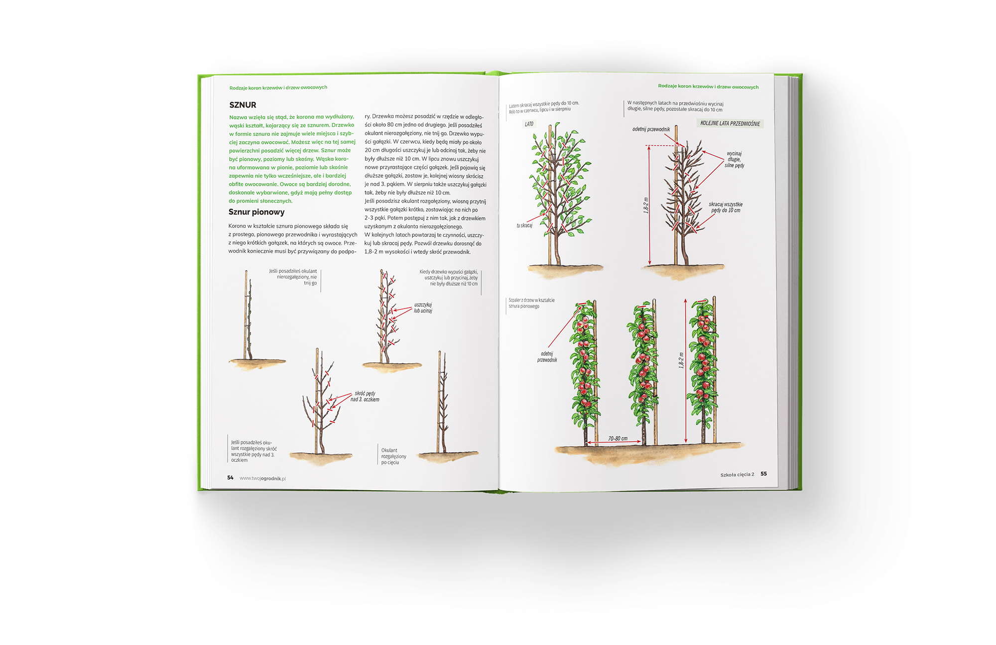 Ksi¹¿ka Szko³a Ciêcia 2 o ciêciu drzew i krzewów owocowych - obrazek 4