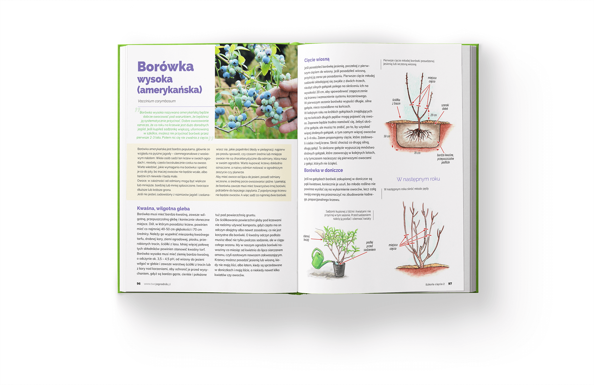 Ksi¹¿ka Szko³a Ciêcia 2 o ciêciu drzew i krzewów owocowych - obrazek 5