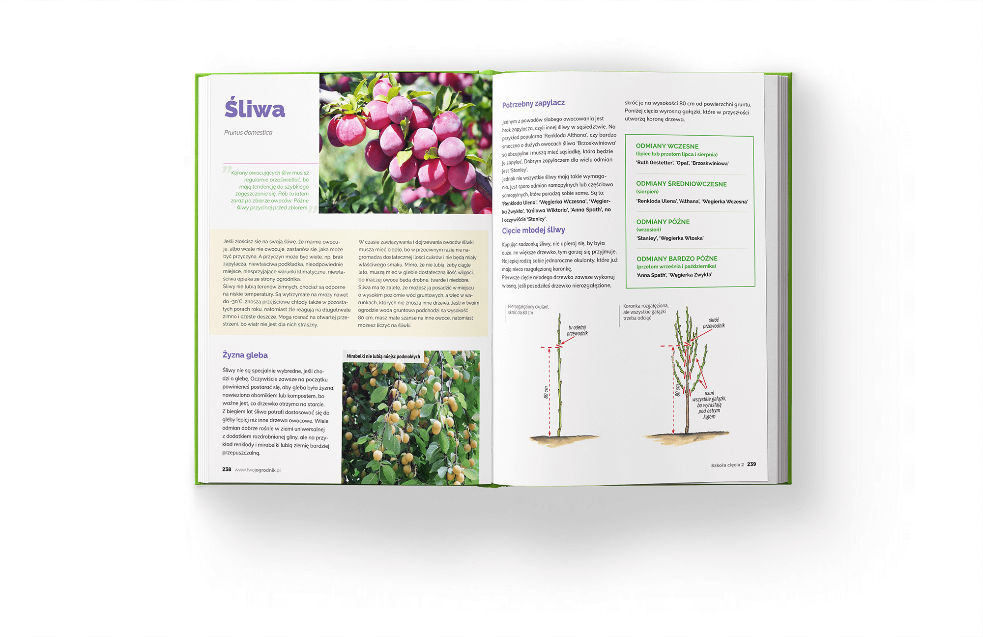 Ksi¹¿ka Szko³a Ciêcia 2 o ciêciu drzew i krzewów owocowych - obrazek 6