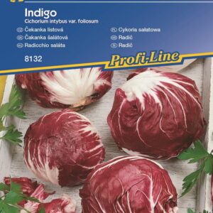 Cykoria sa³atowa Indigo Kiepenkerl