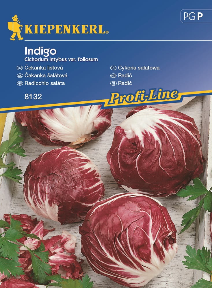 Cykoria sa³atowa Indigo Kiepenkerl