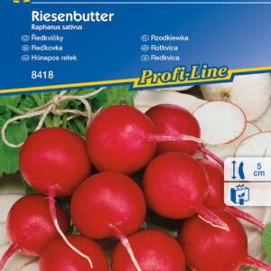 Rzodkiewka Riesenbutter Kiepenkerl