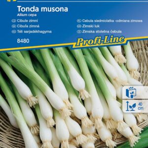 Cebula siedmiolatka , odmiana zimowa Tonda Musona Kiepenkerl