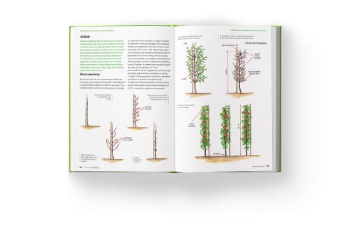 Zestaw Ksi¹¿ek Szko³a Ciêcia (Roliny Ozdobne +Drzewa i Krzewy Owocowe) Lucyna i Alicja Grabowska - obrazek 4