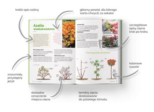 Zestaw Ksi¹¿ek Szko³a Ciêcia (Roliny Ozdobne +Drzewa i Krzewy Owocowe) Lucyna i Alicja Grabowska - obrazek 5