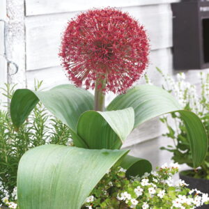 Allium - Czosnek Red Giant - 3 szt.