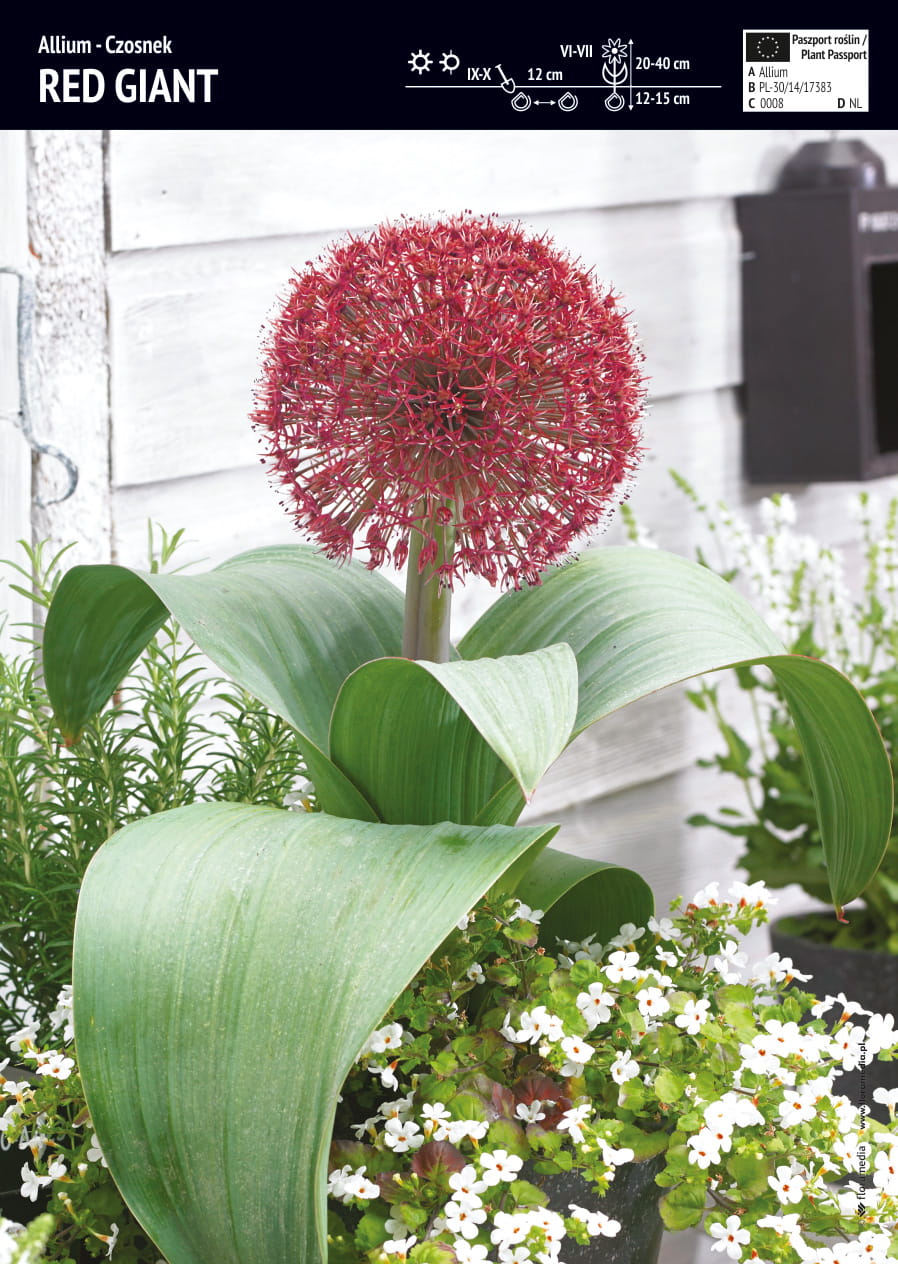 Allium - Czosnek Red Giant - 3 szt.