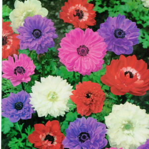 Kapers Anemon - Zawilec St. Brigid Mix - 12 szt.