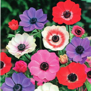 Kapers Anemon - Zawilec De Caen Mix - 12 szt.