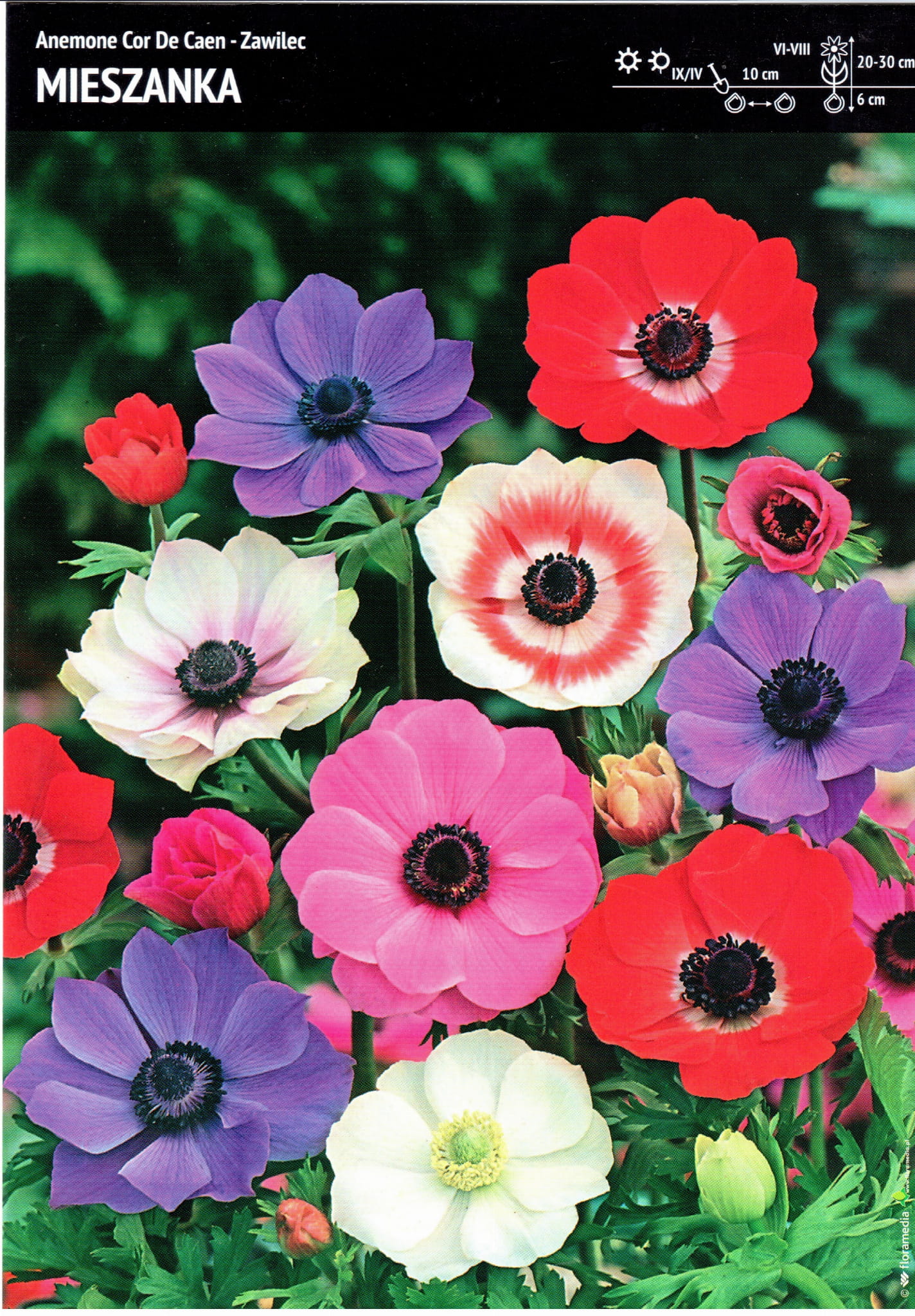 Kapers Anemon - Zawilec De Caen Mix - 12 szt.