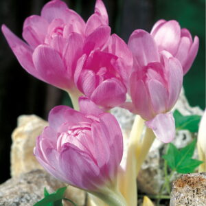 Kapers Colchicum Zimowit bizantyjski Giant - 5 szt.