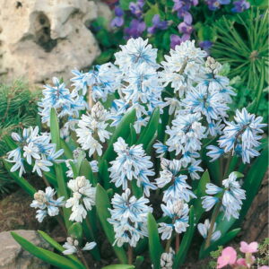 Puszkinia Cebulicowata - 20 szt.