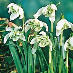 Galanthus Double - nie¿yczka Przebinieg Plenus - 12 szt.