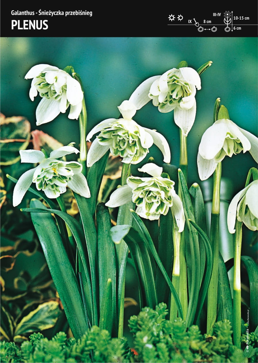 Galanthus Double - nie¿yczka Przebinieg Plenus - 12 szt.
