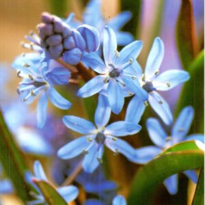 Scilla Bifolia - Cebulica Dwulistna Blue - 7 szt.