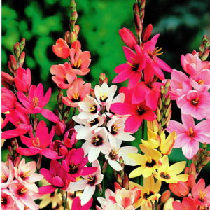 Ixia - Iksja Mix 20 szt.